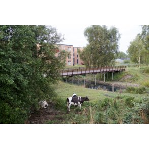 Kv�g i Storkeengen ved Randers, med nye boligblokke i Vorup i baggrunden