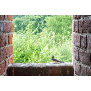 Svale i Hald Ruin, Hald Slot eller Bispens Hald. Borggruin p halv i Hald s ved Viborg.