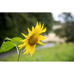 Solsikke i �ster Velling ved Randers