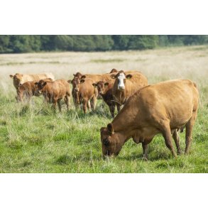 Dalsg�rds Limousine og Hereford kv�g i H�rret enge mellem H�rret og Langballe