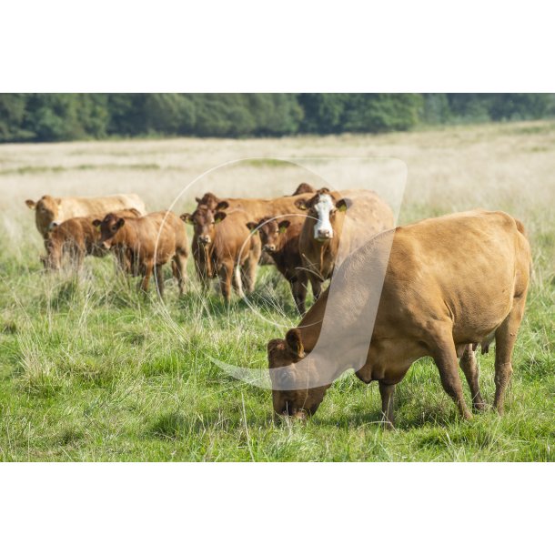 Dalsgrds Limousine og Hereford kvg i Hrret enge mellem Hrret og Langballe
