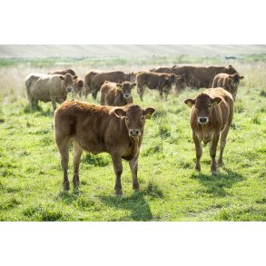 Dalsg�rds Limousine og Hereford kv�g i H�rret enge mellem H�rret og Langballe