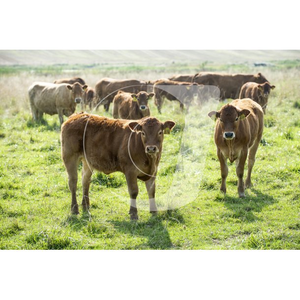 Dalsgrds Limousine og Hereford kvg i Hrret enge mellem Hrret og Langballe