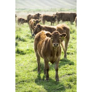 Dalsg�rds Limousine og Hereford kv�g i H�rret enge mellem H�rret og Langballe