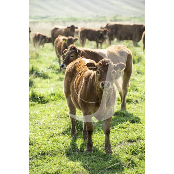 Dalsgrds Limousine og Hereford kvg i Hrret enge mellem Hrret og Langballe