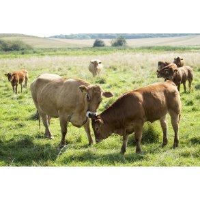 Dalsg�rds Limousine og Hereford kv�g i H�rret enge mellem H�rret og Langballe