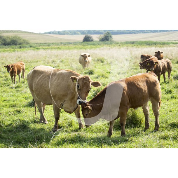 Dalsgrds Limousine og Hereford kvg i Hrret enge mellem Hrret og Langballe