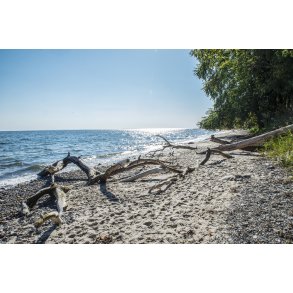 Fl�jstrup Strand ved Aarhus med v�ltede tr�er fra vandreskoven