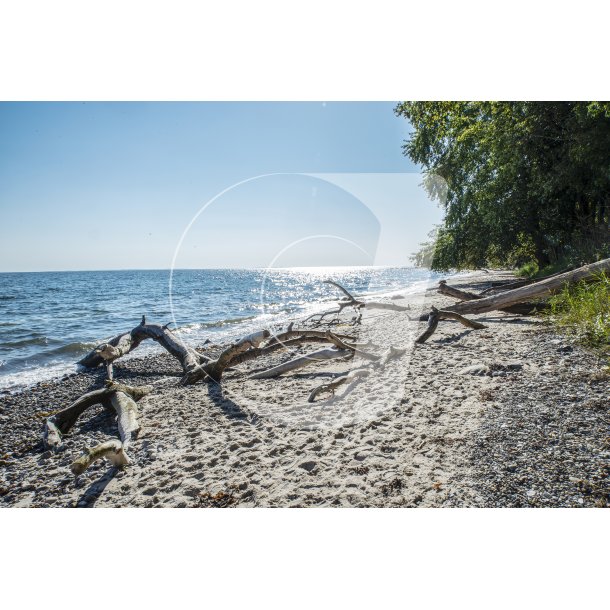 Fljstrup Strand ved Aarhus med vltede trer fra vandreskoven