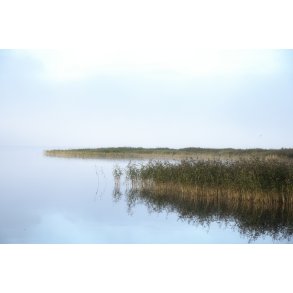 Tget efterrs morgen ved Tjele Langs