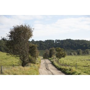 Vejen mod Ulbjerg Klint ved Lovns Bredning i Limfjorden