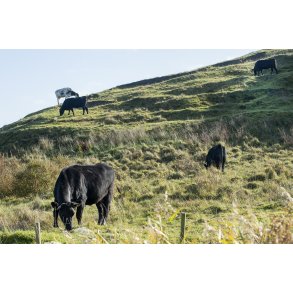 Kvg ved Ulbjerg Klint i Lovns Bredning i Limfjorden