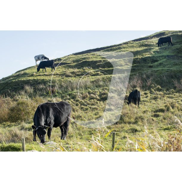 Kvg ved Ulbjerg Klint i Lovns Bredning i Limfjorden