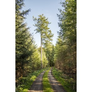 Floes Skov ved Uggelhuse