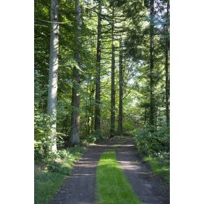 Floes Skov ved Uggelhuse