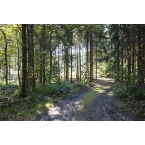 Floes Skov ved Uggelhuse