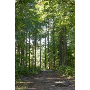 Floes Skov ved Uggelhuse