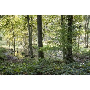 Floes Skov ved Uggelhuse