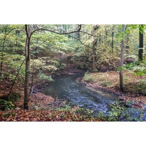 Giber � i Fl�jstrup skovene mellem Skovm�llen og Moesgaard Strand