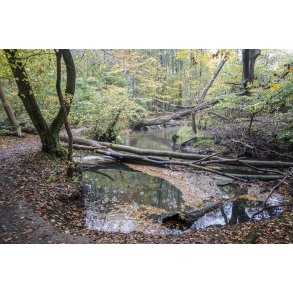 Giber � slynger sig igennem bakkerne og skoven mellem Skovm�llen og Moesgaard Strand