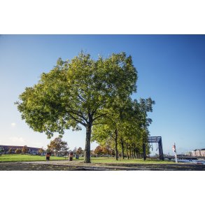 Tronholmparken ved Guden�en og Randers Havn