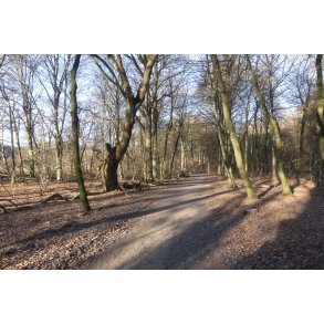 Efter�rs sol i Fussing� skov