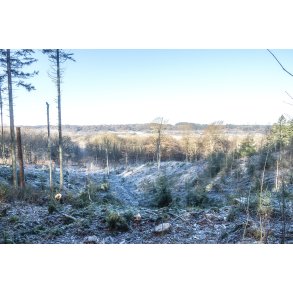 Vinter i Fussing� skov