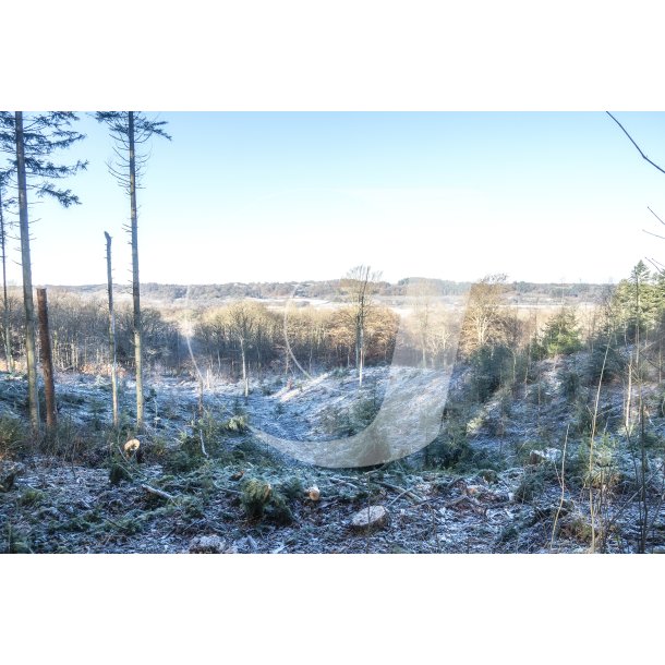 Vinter i Fussing skov