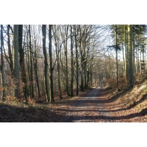 Efter�r i Fussing� skov