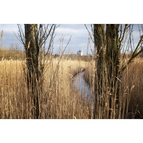 Gangbro igennem siv langs Guden�en i Randers