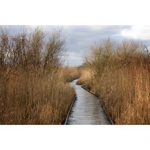 Gangbro igennem siv langs Guden�en i Randers