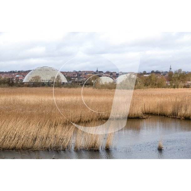 Storkeengen ved Gudenen med Randers Regnskov i baggrunden