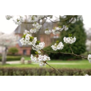 Kirseb�r tr�erne springer ud p� �stre Kirkeg�rd i Randers