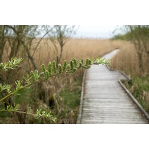 Tidlig for�r p� gangbro igennem sivene ved Guden�en i Randers