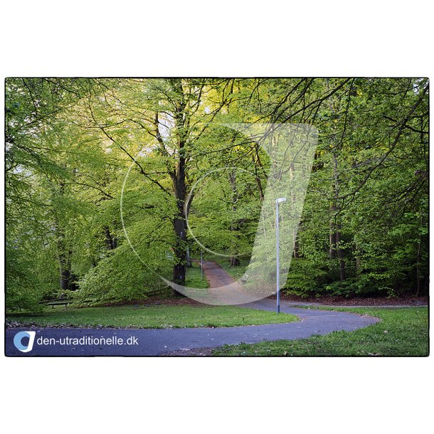 Forrs morgen i Vestparken i Randers