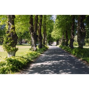 Alle mod Vilhelmsborgs hovedbygning ved M�rslet, syd for Aarhus