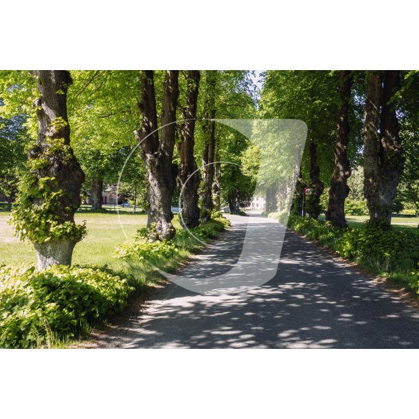 Alle mod Vilhelmsborgs hovedbygning ved Mrslet, syd for Aarhus