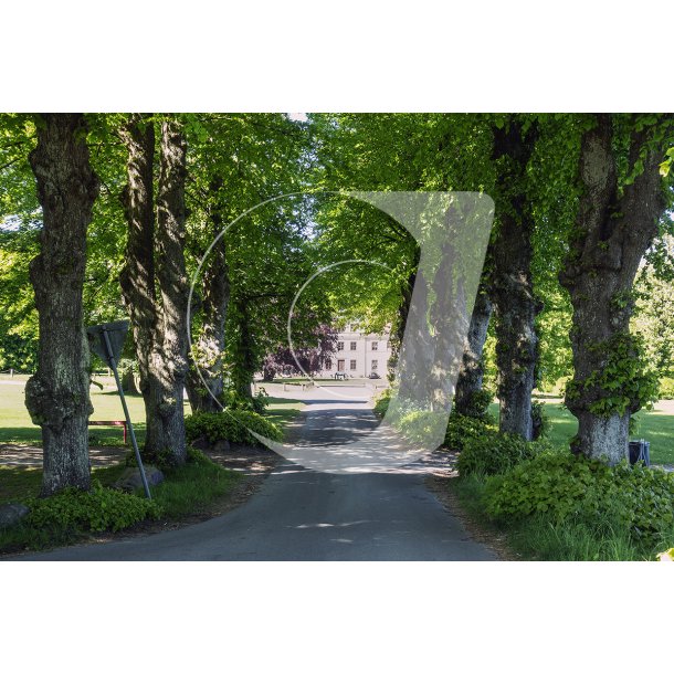 Alle mod Vilhelmsborgs hovedbygning ved Mrslet, syd for Aarhus
