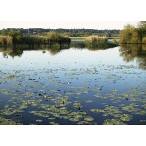 Sommermorgen ved Gudenen i Randers og med Vorup Enge i baggrunden