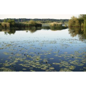 Sommermorgen ved Gudenen i Randers og med Vorup Enge i baggrunden