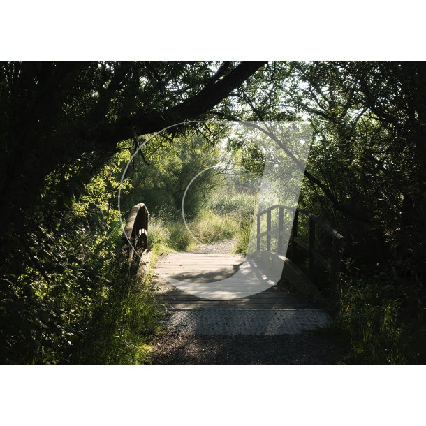 Sommermorgen p Gudenstien ved Randers