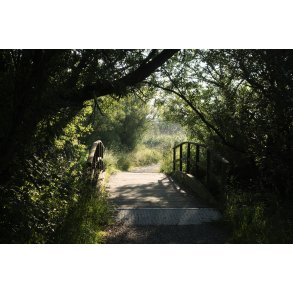 Sommermorgen p Gudenstien ved Randers