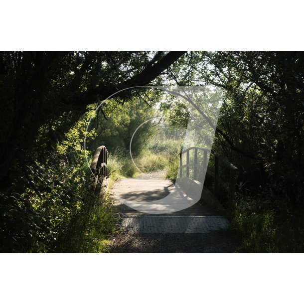 Sommermorgen p Gudenstien ved Randers