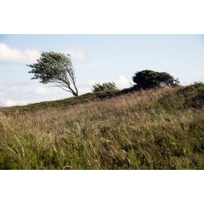 Vindbl�s Hede er en del af de Himmerlandske Heder ved Skarp Salling