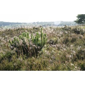 Vindbls Hede er en del af de Himmerlandske Heder ved Skarp Salling 
