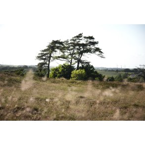 Vindbl�s Hede er en del af de Himmerlandske Heder ved Skarp Salling 