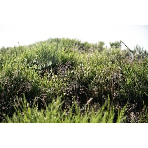 Vindbls Hede er en del af de Himmerlandske Heder ved Skarp Salling 