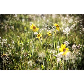 Vindbls Hede er en del af de Himmerlandske Heder ved Skarp Salling 