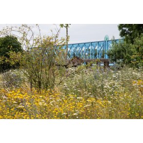 Vilde blomster p Justesens plne i Randers med 