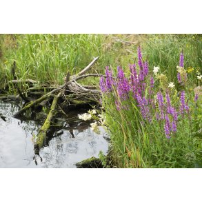 Natur ved Gudenen p Storkeengen i Randers